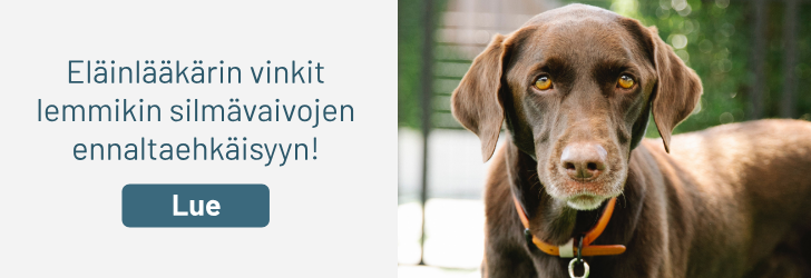 Lue eläinlääkärin vinkit lemmikin silmävaivojen ennaltaehkäisyyn!